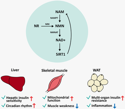 Figure 2. Effects of boosting NAD+ through the NAD+ salvage pathway by SIRT1 in the liver, skeletal muscle, and white adipose tissue. NMN is synthesized from NAM and NR by NAMPT and NRK, respectively. The synthesized NAD+ from NMN is used as a SIRT1 substrate, which leads to the recycling of NAD+ via the salvage pathway. In this process, NAD+ can exert different effects depending on the tissue. NAMPT, nicotinamide phosphoribosyltransferase; NAM, nicotinamide; NMN, nicotinamide mononucleotide; NR, nicotinamide riboside; NRK, nicotinamide riboside kinase; NMNAT, nicotinamide mononucleotide adenylyltransferase; NAD+, reduced form of nicotinamide adenine dinucleotide; SIRT1, sirtuin 1.