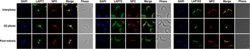 Figure 7. LAPs show limited colocalisation with the NPC. Epitope tagged LAPs were visualized with immunofluorescence microscopy against the NPC. LAP71 and 102 were C-terminally tagged with GFP and 3x HA respectively. LAP73 was N-terminally tagged with 12x HA. The NPC was visualized using MAb414 against the FG repeats (red). Images show 3D projection of confocal z-stacks for LAP71 and 102 and Apotome widefield images of LAP73 in green. Scale bar = 2 µM. Although LAPs exhibit NE staining, there is limited colocalization of LAPs 71 and 102 with the FG Nups, while LAP73 shows no colocalization with the FG Nups (Supplementary Figure S20).
