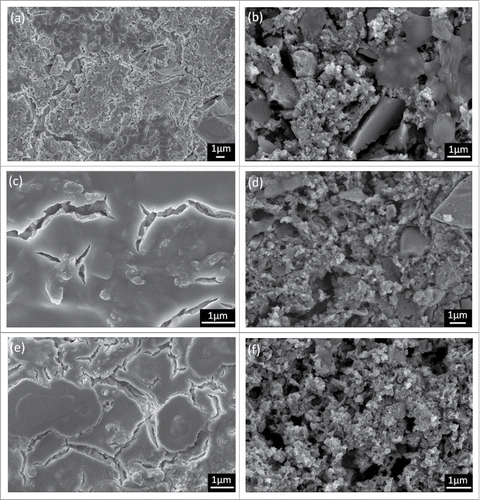 Figure 10. SEM images of the cements after soaking in SBF solution. (A) GIC after 1 h, (B) GIC after 14 d, (C) 20% wollastonite after 1 h (D) 20% wollastonite after 14 d, (E) 20% MTA after 1 h, (F) 20% MTA after 14 d.