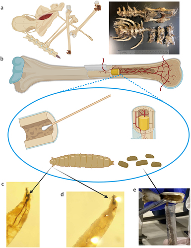 Figure 5. Atypical samples collected for a chronic wasting disease (CWD) investigation. (a) Bone remains from cervids with minimal exterior soft tissue available for prion and genetic analysis. (b) Bone cavities were sampled for prion detection and genetic analysis using surface swabs, bone marrow, fly larvae, and fly larval frass. (c, d) Characteristic morphological structures of 2nd and 3rd instar larva. Larvae were subsequently identified as Liopiophila varipes and Piophila nigriceps. (e) Collection of fly larval frass from the medullary cavity of a white-tailed deer metatarsal.