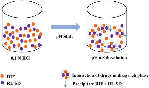 Figure 6. Schematic for interaction of RIF and RL-SD drug rich phase during the dissolution.