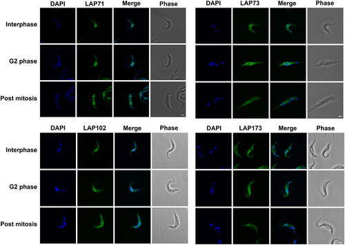 Figure 2. LAPs are localized to the NE throughout the cell cycle. LAPs were visualized by in situ tagging and immunofluorescence microscopy. Images shown are the 3D projection of confocal z-stacks. LAP71 and 173 were C-terminally tagged with GFP, LAP73 was N-terminally tagged with 12x HA and LAP102 was C-terminally tagged with 3x HA. Scale bar = 2 µM. The LAPs show NE staining throughout the cell cycle with an additional inter nuclei bridge for LAP102 post mitosis.