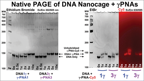 Figure 3. Gel showing the binding of the unlabeled and labeled γ-PNAs to the DNA nanocage. [Left] Ethidium bromide image of the unlabeled DNA1γ and DNA3γ nanocages with increasing amount of unlabeled γ-PNA1 and γ-PNA3, respectively. [Right] The unlabeled DNA1γ and DNA3γ nanocages with increasing amount of Cy5 labeled γ-PNA1 and γ-PNA3, respectively. The ethidium bromide (EtBr) fluorescence (left panel) and Cy5 fluorescence (right panel) are shown, with the corresponding excitation and emission wavelengths (Ex/Em).
