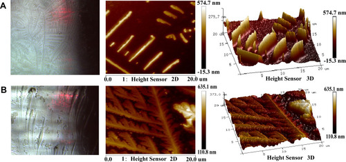 Figure 6 AFM analysis. AFM images (2D and 3D) of (A) cPLA2 and (B) aconitine acting on the protein.
