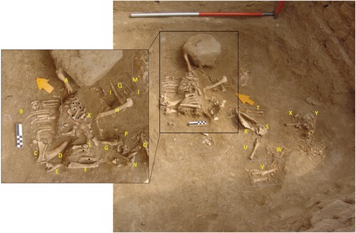 Figure 8. General view of the human and animal deposits (ovicaprid bones) in context 11027 ( = human bone). Identified ovicaprid bones listed as follows: A) radius right, B) ribs, C) scapula right, D) humerus, E) femur, F) humerus, G) radius left, H) femur right, I) tibia right, J) incisors, K) two 2nd phalanges, L) phalanx 1, M) hemi-mandible, N) sacrum, O) articulated hemi-mandibles, P) two 3rd phalanges, Q) 1st and 2nd phalanges, R) articulated hemi-mandibles, S) occipital bone, T) metatarsal and phalanges, U) metatarsal and phalanges, V) two metacarpals and phalanges, W) metapodial, X) 2nd phalanx, and Y) 1st phalanx.