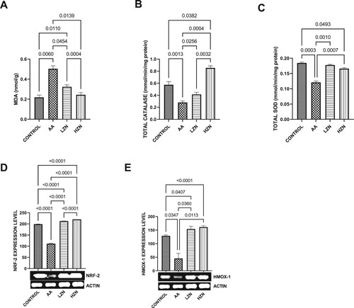 Figure 4. Effect of AA on testicular (A) MDA (B) total catalase-like activities (C) total SOD-like activities (D) NRF-2 (E) HMO-1. The values for the quantified bands of the specified genes from each sample in the five groups were expressed as means ± SEM, where n = 6. Data were analyzed using one-way analysis of variance (ANOVA), which was then followed by Tukey's multiple post hoc test and level of significance was determined at p < 0.05. CON, AA, LZ, and HZ are referred to as control, acrylamide, zinc low dose, zinc high dose respectively