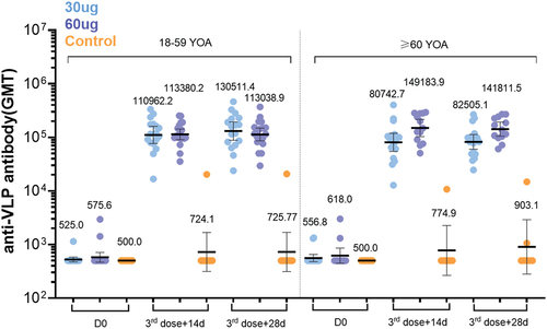 Figure 5. LYB001 elicited strong anti-VLP immune responses, compared with control group of vaccine ZF2001 by dose and age subgroups. serum samples were collected at baseline (before prime vaccination), day 70 (at day 14 after whole vaccination), and day 84 (at day 28 after whole vaccination) in the LYB001 groups of 30 μg and 60 μg, and control group by the younger cohort and elderly cohort. GMTs measured by ELISA assay are demonstrated. Each point represents a serum sample, and each bar represents the mean of GMT with 95% CI by using Clopper-Pearson method. Dose groups of LYB001 were compared to the control group using analysis of variance and ANOVA SNK for pairwise comparison of post hoc test.