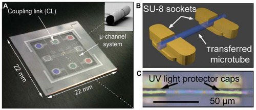 Figure 5 (A) Overview of entire chip with three rolled-up microtubes. (B) Microtube in SU-8 sockets. (C) Optical microtube with ultraviolet light protector caps. Reprinted with permission from.Citation39