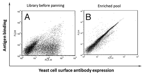 Figure 2. Enrichment of yeast display antibodies with specific binding to biotinylated domain III.3-Fc after three rounds of AutoMACS-based sorting of the naïve library against biotinylated domain III.3-Fc. Antibody expression on the yeast cell surface was detected with mouse anti-c-Myc antibody and Alexa Fluor 488 conjugated goat anti-mouse antibody as the secondary antibody; binding of the yeast surface displayed antibody to the biotinylated antigen was detected via R-Phycoerythrin (PE)-conjugated streptavidin. (A) The original naïve yeast library before sorting and (B) the yeast pool after three rounds of sorting was incubated with 1 μg/ml of biotinylated domain III.3-Fc and 2 μg/ml of mouse anti-c-Myc antibody before staining with Alexa Fluor 488 conjugated secondary antibody and PE-conjugated streptavidin.