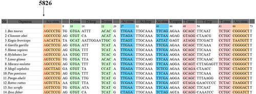 Figure 3 Evolutionary conservation analysis: sequence alignment of tRNACys gene from 14 vertebrates, arrow indicates the position 1, corresponding to the m.A5826G mutation, suggesting that the m.A5826G mutation is very conserved between different species.