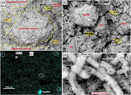 Figure 5. SEM views of disaggregated limestone chips from the Anatini site (Figure 5A). A, BEI view of chip surface showing the textural contrasts between remnants of cemented limestone and intervening zones where calcite dissolution has left porous residues. B, Close view of porous residue material, showing detrital quartz (Qtz), albite (Ab) and muscovite (Musc), and a large grain of apatite. C, EDS P element map showing scattered fine phosphatic material (bright, in white ellipses) and one bright grain of apatite. More dispersed P-enriched areas also occur, with variable slightly brighter patches near to the analytical detection limit (∼0.5 wt%). D, BEI view of fully calcified plant rootlets (possibly Chaerophyllum) and intervening needles of calcite (see also Supplementary Figures 4 and 5).