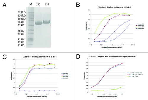 Figure 4. Purification and ELISA binding assay of isolated domain III specific binders D6 and D7. (A) SDS-PAGE analysis of D6 and D7 scFv-Fc fusion proteins. Lane 1-D6 scFv-Fc; Lane 2-D7 scFv-Fc. ELISA binding assessment of (B) D6 scFv-Fc and (C) D7 scFv-Fc to c-Myc tagged domain III.1–4-Fc proteins. D6 scFv-Fc and D7 scFv-Fc were each coated on plate at 2 μg/ml; DENV domain III.1–4-c-Myc tag was added as antigens and binding was detected via mouse anti-c-Myc-HRP. (D) Competition ELISA showing the binding epitopes of D6 scFv-Fc and D7 scFv-Fc overlap. D6 scFv-Fc was coated on plate, serially diluted c-Myc tagged domain III.3-Fc only or mixed with a constant amount of competitor (K310E mutant or D7 scFv-Fc) was added to each well and binding of the domain III.3-Fc was detected by mouse anti-c-Myc-HRP antibody.