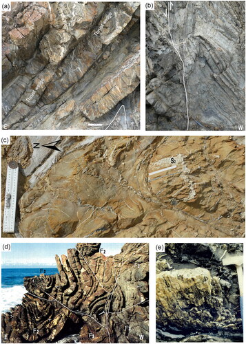 Figure 11. Representative structures from south of Shipwreck Creek. (a) Limb wedge thrust slices and radial quartz veins on the eastern limb of an F2 fold. The sandstone sequence is thrust over the anticlinal structure, outlined in white in shale unit. Scale = 25 cm ruler. (b) Steep west-dipping thrust between sandstone sequence in the east and a shale-rich sequence with prominent upright axial-planar S2 cleavage. Hammer scale = 34 cm. (c) Early bedding-parallel quartz veins (D1) folded by south-plunging F2 fold with S2 orientation indicated by white line. The fold is crosscut by later northeast–southwest-trending quartz veins. (d) South-southeast-plunging upright F2 folds in alternating beds of sandstone and siltstone warped by F3 folds and crosscut by later east- and west-dipping faults. Y = Younging direction in sandstones from southern area in Figure 10c. Hammer scale = 34 cm. (e) Quartz accumulations in a refolded early fault, between a sandstone and a shale unit showing oblique-slip quartz-rich slickenfibres. Hammer scale = 34 cm.