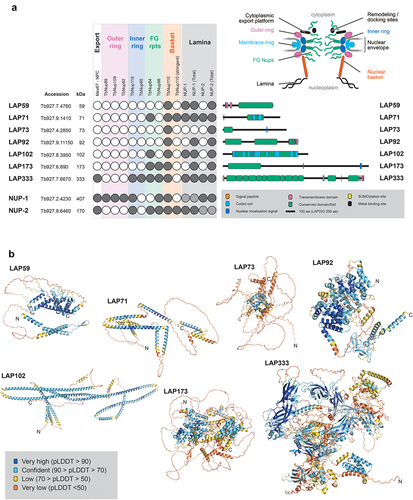 Figure 1. Identification of lamina-associated proteins (LAPs). (a) NUP-1 and NUP-2 were C-terminally tagged and used as handles in co-immunoprecipitation. The data were cross referenced against previously published NUP-1, NUP-2 and NPC co-immunoprecipitations [Citation9,Citation29], identifying seven proteins interacting with both the lamina and the NPC. Dark gray and white circles indicate presence or absence in co-immunoprecipitations respectively, light gray indicates a self-identification. Total refers to the analysis of the entire immunoprecipitation rather than selected bands. Stringent refers to high-stringency conditions. Colored boxes for the circle plot indicate the region of the NPC and match to the inset NPC figure. Colors on the LAP schematics are shown in the figure legend. In silico analysis of LAPs structures identified several domains, shown as green boxes, including a cytochrome B561 domain in LAP59, provisional chromosomal segregation domain in LAP71, a Nup35/53-type RNA-binding domain in LAP73, mitochondrial associated sphingomyelinase and metal-binding domain in LAP92, an SMC domain in LAP102, a Sac3/GANP domain in LAP173 and up to 13 Ig-like folds in LAP333. (b) AlphaFold [Citation48,Citation49] predicted structures for the LAPs are colored by pLDDT for confidence as indicated. For LAP333 fragmented and full-length structures were predicted individually using the monomer [Citation48] and multimer [Citation53] models respectively with the DeepMind [Citation50] and ColabFold [Citation52] notebooks. The DeepMind multimer model is shown. Additional LAP333 fragment and full-length models are in Figure 4 and Supplementary Figures S5 and S6.