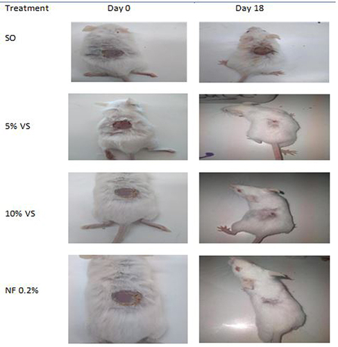 Figure 5 Photograph of burn wound in mice treated with simple ointment, 5% VS crude extract, 10% VS crude extract, and nitrofurazone 0.2%.