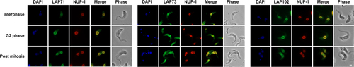 Figure 8. LAPs show some colocalisation with NUP-1. Epitope tagged LAPs were visualized with immunofluorescence microscopy against NUP-1. LAP71 and 102 were C-terminally tagged with GFP, LAP73 was N-terminally tagged with 12xHA. NUP-1 was visualized using an antibody against the repeat region of the protein (red). Images show Apotome widefield images of LAP71, 73 and 102 respectively (green). Scale bar = 2 µM. Some overlap is visible between the LAPs and the NUP-1 repeat, although no overlap is seen between the LAP102 and the NUP-1 internuclear mitotic bridge (Supplementary Figure S21).