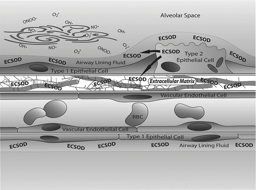 Figure 2 ECSOD protects the extracellular matrix within the lung from oxidant damage. ECSOD has a positively charged binding tail that binds to negatively charged collagen and proteoglycans found in the extracellular matrix. In lung, this results in high levels of ECSOD being associated with extracellular matrix elements found in the thick portions of the alveolar septum. ECSOD is synthesized in alveolar type II cells and is secreted into airway lining fluids. Potential sources of oxidants include inhaled airborne molecules as well as oxidants generated by cellular metabolism and those released by inflammatory cells. Protection of both airway and alveolar septa from oxidative stress is necessary to ensure that the large surface area of the lung and extensive alveolar fibroskeleton remain intact and functional. Cleavage of these structural proteins may play a role in the development of emphysema.