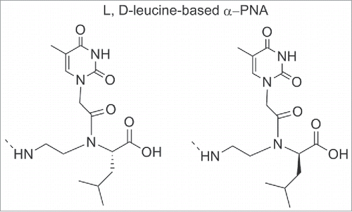 Figure 9. Structure of L, D-leucine-based α-PNA. Structure adapted from ref. Citation96