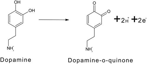 Scheme 2. Electrochemical oxidation mechanism of dopamine.