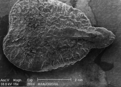 Figure 3 SEM view of whole seed.