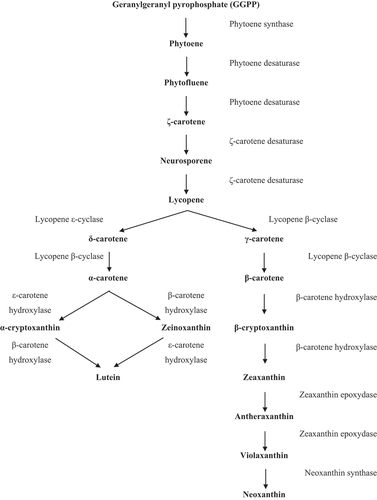 Figure 2. Metabolic pathway of carotenoid production in Dunaliella (Hirschberg et al., Citation1997; Hirschberg, Citation2001; Sandmann, Citation2001; Ye, Jiang, & Wu, Citation2008).