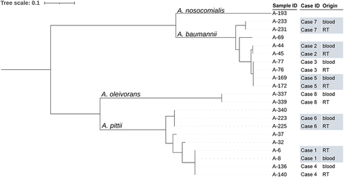 Figure 4 The phylogenetic tree of 21 carbapenem-resistant Acinetobacter spp. strains based on single nucleotide polymorphisms between each strain and strain A-169 by maximum likelihood method. RT, respiratory tract.
