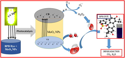 Figure 9. Photocatalytic mechanism of MoO3 photocatalyst on BB dye under UV-light irradiation.