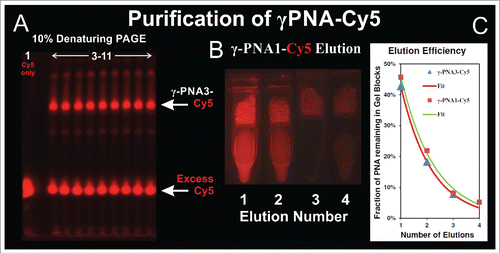Figure 2. Purification of Cy5 labeled γ-PNAs using denaturing PAGE and time course elution from gel blocks. (A) Cy5 fluorescence image of a 10% denaturing PAGE gel containing a control with Cy5 only (Lane 1) and the γ-PNA3 and Cy5 reaction cocktail (Lanes 3–11). (B) Cy5 fluorescence image of the of γ-PNA1-Cy5 bands cut from a 7.5% gel, similar to that shown in [A], when eluted with water and centrifuged in Spin-X™ tubes up to 4 times to remove the product eluted from the gel blocks. (C) The fluorescence intensity of the gel blocks after each elution in (B) was used to determine the fraction of PNA remaining in the gel blocks for γ-PNA1-Cy5 and γ-PNA3-Cy5. Each curve was fit with an exponential decay function as described in the methods section. The parameters for the fitting functions are shown in Table S4.