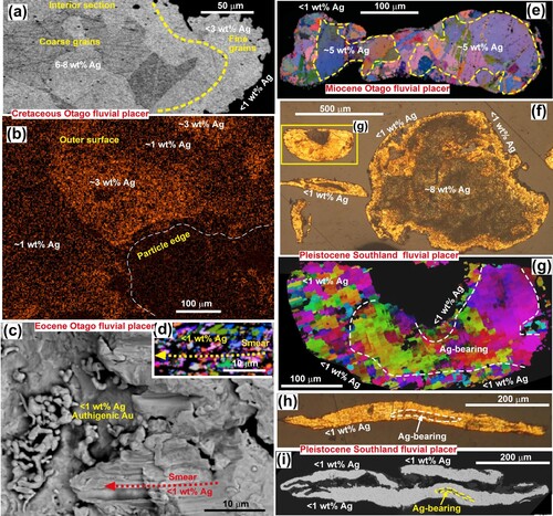 Figure 10. Evolution of fluvial placer gold particles in Otago and Southland goldfields. A, SEM backscatter image of an etched polished section through the edge of a particle of Otago Cretaceous fluvial gold, showing Ag variations. B, SEM EDS element map for Ag on a flat portion of the exterior surface of a Cretaceous particle. C, SEM backscatter image of the surface of Otago Eocene fluvial gold particle, with vermiform authigenic gold (left) and smeared gold (right). D, EBSD Euler colour map (modified from Kerr et al. Citation2017) of fine grains of the smeared gold surface, as in d. E, EBSD Euler colour map of a particle of Otago Miocene fluvial gold, with a yellow dashed boundary between Ag-bearing coarse-grained core and low-Ag fine-grained rim. F, Incident light view of etched gold from Pleistocene deposit (Waikaia mine; Figure 1D) in Southland goldfield. Large particle has a deeply leached Ag-bearing core and prominent rim of low-Ag gold. G, EBSD IP view of grain structure in small particle in F, showing contrasts between core and rim. H, Incident light view of thin Ag-poor Southland flake with a small remnant of Ag-bearing core. I, Backscatter electron image of thin folded Southland flake with very small remnant Ag-bearing core.