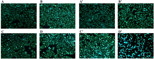 Figure 9. Hoechst33258 Fluorescent staining assay for morphological changes of the A549 cells induced by coixol and the coixol-CDP inclusion compound (×200). (A, B, C, D) the concentrations of coixol are 0, 8.259, 16.518, and 33.035 mg/L in sequence. (A′, B′, C′, D′) the concentrations of coixol-CDP inclusion compound are 0, 8.259, 16.518, and 33.035 mg/L in sequence.