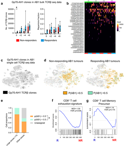 Figure 6. Tumor antigen-specific TCRβ clonotypes increase earlier in time in ICT responders. (a) The number, and proportion of gp70-AH1 associated TCRβ clones in ICT responding and non-responding AB1 tumors across time. (b) The distribution of each gp70-AH1 associated TCRβ clone across individual animals represented as a heatmap. Each rectangle on the heatmap represents an individual animal at a particular time points, and ICT response. (c) The number of cells with gp70-AH1 antigen specific TCRβ clonotypes in the single cell dataset, with (d) p(AB1) high (>0.5) and low (<0.5) cells depicted on a tSNE plot from single cell analysis of day 6 ICT. (e) Proportion of large or other clones that have TCRβs with either p(AB1) high and low scores. (f,g) GSEA plots depicting enrichment of T cell exhaustion or memory precursor gene signatures in pAB1 high cells, responders vs non-responders. Positive NES indicates enrichment in responders. Kruskal Wallis tests were used to compare between timepoints. Multiple mann-whitney tests were used to compare between responder and non-responder groups. All tests were adjusted for multiple comparisons with a false discovery rate of 0.1. *q < 0.05. Friedman tests were used to compare cell populations from matched samples. *p < 0.05.