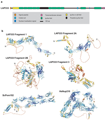 Figure 4. Comparison of LAP333 structure with S. cerevisiae Pom152 and H. sapiens Nup210. (a) Schematic of LAP333 highlighting the Ig-like folds (colored as per legend). (b) The DeepMind monomer models for LAP333 and AlphaFold models for the membrane ring protein analogs ScPom152 and HsNup210 colored by pLDDT as per Figure 1. The ScPom152 and HsNup210 precalculated structures were downloaded from the AlphaFold database [Citation49].
