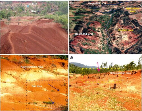 Figure 14. Soil erosion status: (a) Degraded gully at Dubo village, (b) Satellite image depicting soil erosion, (c) Erosion-prone area at Wormuma village, and (d) degraded land after Deforested land in Senbeta catchment.
