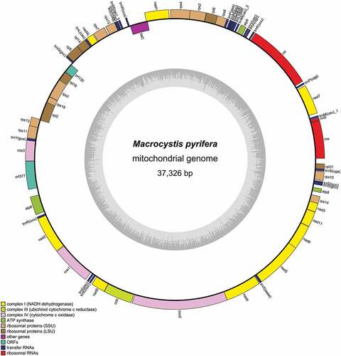 Figure 1. Macrocystis pyrifera mitochondrial genome map.
