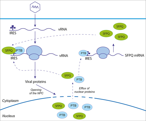 Figure 3. SFPQ can act as an IRES trans-activating factor. Upon viral infection, cellular factors recognized as ITAFs, including SPFQ and PTB, relocalize from nucleus to cytoplasm, promoting viral IRES-mediated translation. SFPQ also has an IRES element in its mRNA, which is stimulated by PTB. Consequently, the cellular level of SFPQ is maintained, even under condition where cap-dependent translation is inhibited, thus providing a favorable environment for viral IRES-mediated translation.