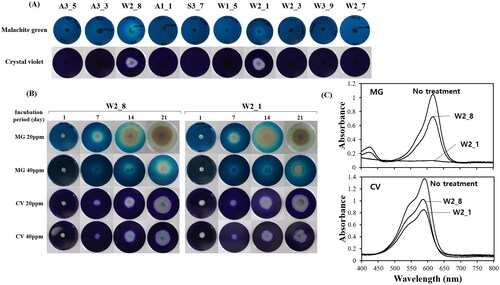 Figure 3. Degradation of malachite green (MG) and crystal violet (CV) by the fungal isolates. (A) Growth of some selected fungal isolates on PDA containing 40 ppm MG or CV. The plates were incubated 2 weeks at 25 °C. (B) Growth of Diaporthe phaseolorum W2_8 or W2_1 in different concentration of MG or CV. (C) Degradation of MG and CV by D. phaseolorum W2_8 or W2_1 in liquid culture. The mycelial cell were grown in PDA medium containing 20 ppm of MG or CV for 21 d at 25 °C. The culture supernatants, clarified by centrifugation for 5 min at 3000 rpm, were subjected to the UV-Vis spectral analysis.