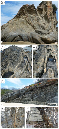 Figure 15. Representative structures in the vicinity of Fold Beach. (a) Cross-section of F2 anticline and syncline in thick sandstone with thin intercalated shale beds. Ruler scale = 25 cm. (b) Asymmetric F2 folds in a shale-dominated sequence with thin intercalated sandstone. (c) Enlargement of the area near the scale in (b). Collapsed F2 fold with thickening of shale in hinge and limb thrust in sandstone bed. (d) Longitudinal section through cylindrical F2 fold (width of photo 30 m) with extensional quartz-filled extensional veins sub-perpendicular to fold axis. White box = location of (e), which is enlargement, showing rectangular network of extensional veins parallel and perpendicular to the F2 fold axis. Superimposed on these are later irregular veins (X) associated with off-setting faults. (f) Sinistral offset of 70 cm of bedding and S2 fabrics along a weathered fault zone. The quartz veins are splays of hydrothermally filled sheared joints related to the fault zone.