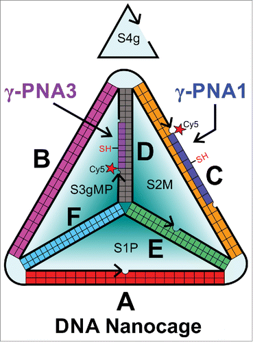 Figure 1. Schematic showing the arrangement of DNA and PNA sequences in the complex, written in the 5′ (N) to 3′ (C) direction. γ-PNA1 and γ-PNA3 are labeled with Cy5, thiol functionalized at the gamma position of 4th PNA base, and attached to edge C and D respectively. This schematic was redrawn fromCitation39 with changes to incorporate the gamma modified PNAs.