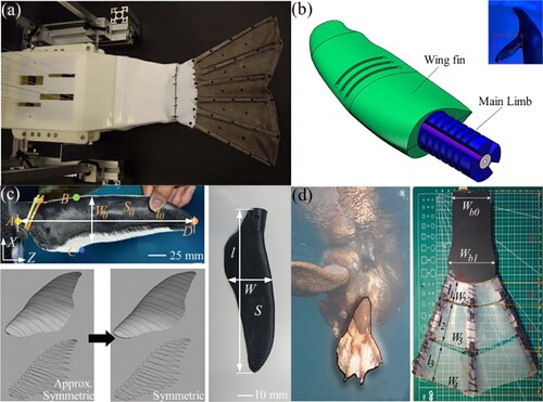 Figure 2. Underwater bionic web-fin mechanism: (a) fish-like tail webbing fin (Esposito et al., Citation2012); (b) imitation sea lion front flipper fin (Zhao et al., Citation2022); (c) penguin-like webbed wing(Shen et al., Citation2021); and (d) imitation beaver webbed foot(Chen et al., Citation2021).