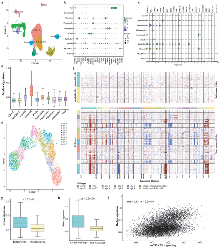 Figure 6. ScRNA-seq analysis on the metabolic phenotype shaping mechanism. (a) UMAP plot of the 44,352 cells, visualizing the distribution and clustering of cell types. (b) Dot plot showcasing the expression of marker genes across all identified cell types. (c) Expression of twenty-two genes of redox scoring model in each cell type at the single-cell level. (d) Redox signature in each cell type. (e) Re-clustering of epithelial cells. (f) Results of identifying malignant cells by Infer-CNV analysis. (g) Comparison of redox signature between malignant cells and normal cells or between EGFR wild-type epithelial cells and EGFR-mutant epithelial cells. (h) the correlation between mTORC1 signaling and redox signature.