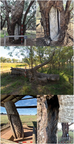 Figure 2. Top to bottom, and left to right: photographs of TSR carved tree, TSR carved tree detail, TSR fallen scarred tree, Yuranigh’s Grave Carved Tree 4, Yuranigh’s Grave Carved Tree 1 detail (with inset image showing carved tree from afar).