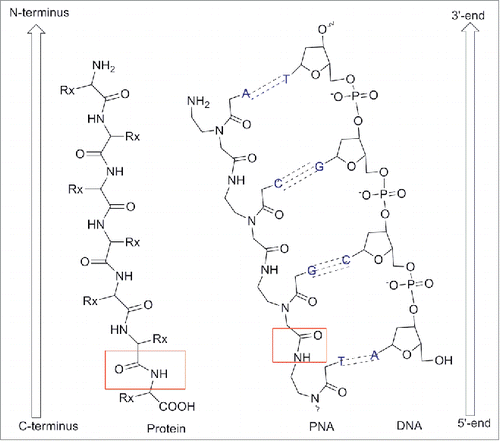 Figure 2. Chemical structure of PNAs compared to DNA and protein. Adapted from European Journal of Human Genetics (2004) 12, 694–700. doi:10.1038/sj.ejhg.5201226.