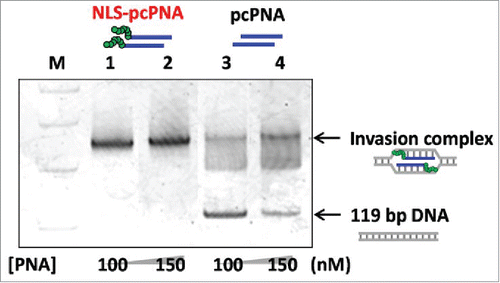 Figure 3. Gel mobility shift assay for the formation of invasion complex using pcPNAs with or without the conjugation of NLS peptide. Invasion conditions; [double-stranded DNA (119 bp)] = 50 nM, [each of NLS-pcPNAs or pcPNAs] = 100 or 150 nM and [Hepes (pH 7.0)] = 5 mM at 50°C for 1 h. Reproduced by permission from ref. 37.