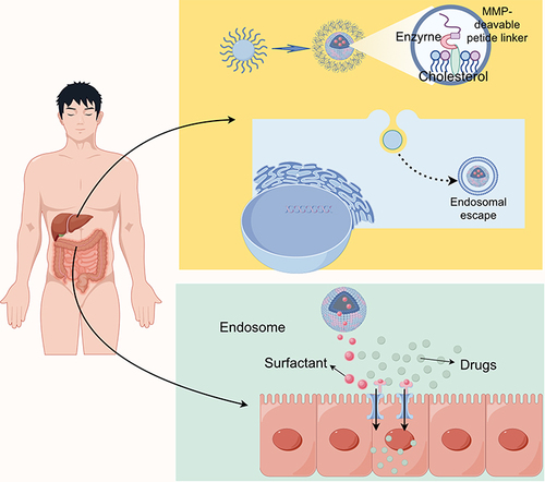 Figure 4 Mechanism of Enhanced Cellular Uptake by Nanomedicine Drug Carriers.