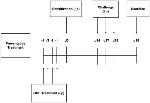 Figure 2. Schematic diagram illustrating the preventative protocol for HDM/PBS challenge and OBE treatment. Mice were immunized, intraperitoneally (i.p.) on day 0 and subsequently challenged intranasally (i.n.) on days 14, 17, and 18. Treatment with OBE (i.p.) was initiated 4 days prior to immunization and continued for four days. Mice were sacrificedon day 19.
