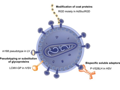 Figure 2 Strategies for retargeting cancers with oncolytic viruses. Oncolytic viral architecture can be modified primarily in three different ways to target cancer-specific receptors. Pseudotyping of lentiviral (LV) envelope glycoproteins with a variant of Sindbis virus envelope protein has enabled successful targeting of P-glycoprotein expressed on melanoma cells. Substitution of vesicular stomatitis virus envelope glycoprotein with a variant glycoprotein from lymphocytic choriomeningitis virus glycoprotein (LCMV-GP) has enhanced the tumor specificity of the recombinant vesicular stomatitis virus (rVSV). Recombinant adenovirus strains have been developed (Ad5lucRGD) by incorporating an RGD moiety required for interaction with integrin receptors overexpressed in cancers. Finally, bispecific soluble adaptors (P-V528LH) have been used in the case of herpes simplex virus (HSV), that includes gD-binding domain of nectin-1 fused to virus and a single-chain antibody with affinity to epidermal growth factor receptor (EGFR).