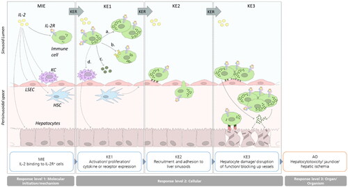 Figure 1. Illustrated potential immune-related Adverse Outcome Pathway for IL-2-mediated hepatotoxicity. Binding of IL-2 to IL-2R expressing cells initiates the AOP (MIE). IL-2 binding induces signaling and proliferation (a.), receptor upregulation (b.), cytokine expression (c.) or interaction with other immune cells (d.; KE1). Consequently, activated immune cells are recruited to the liver sinusoids and adhere to LSECs and/or transmigrate into the perisinusoidal space (KE2). Liver damage occurs by direct or indirect cytotoxic effects or interaction of recruited immune cells with hepatocytes or by impairing the blood flow in the sinusoid lumen (KE3). Finally, impaired liver function or killing of hepatocytes triggers the AO hepatotoxicity (not depicted). Black arrows mark interactions, dashed lines indicate possible interaction points which lack of literature evidence.
