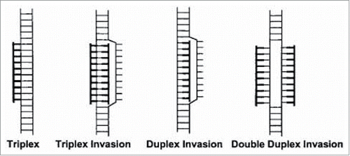 Figure 4. Complexes formed between PNA and double-stranded DNA. Duplex invasion (PNA-DNA/DNA), double duplex invasion (PNA-DNA/PNA-DNA), triplex (PNA·DNA-DNA), triplex invasion (PNA·DNA-PNA/DNA), PNA moieties are drawn in bold. Source: PNAs 1999 vol. 96 no. 21, Method in Molecular Biology, vol 208, Peptide Nucleic Acids, Methods and Protocols (Ed) PE Nielsen.