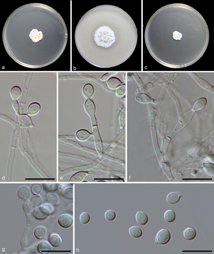 Figure 6. Myceliophthora xizangica (from ex-holotype CGMCC 3.27275). (a–c) Surface of colonies on PDA, OA, and MEA, respectively. (d–g) Conidiophores and conidia. (h) Conidia. Scale bars: d–h = 10 µm.