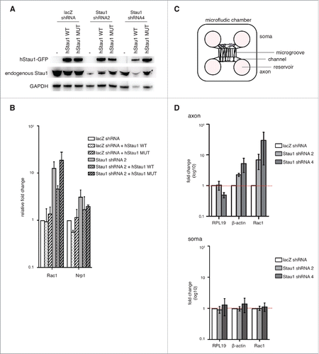 Figure 4. Staufen1 is required for local RNA decay in the DRG neurons. A. Expression of wild-type and mutant Staufen1. E14 DRG neurons were depleted of Staufen1 using lentivirus expressing Staufen1-specific shRNA. Staufen1 depletion was rescued by expression wild-type Staufen1 (WT) or a Staufen1 mutant (MUT) that can transport mRNA but cannot mediate SMD. Lysates were immunoblotted to examine Staufen1 and GAPDH (load control) expression levels. As shown in the immunoblots, ectopic Staufen1 WT and MUT were successfully expressed in the neurons. B. An SMD-deficient Staufen1 is unable to rescue Staufen1 depletion. Staufen1 depletion causes increased expression of Rac1 and Nrp1. We rescued Staufen1 depletion with wild-type Staufen1 and a mutant that lacks SMD activity.Citation27 Total RNA was extracted and18S rRNA, RPL19, Rac1 and Nrp1 were detected by qRT-PCR. As expected, Rac1 is upregulated when Staufen1 is depleted. When Staufen1 WT is used to rescue the knockdown, Rac1 levels are reduced towards the level in control neurons. In contrast, when Staufen1 MUT is expressed, the Rac1 amount remained similar to the Staufen1 depletion. This indicates that Staufen1 MUT cannot reverse Rac1 upregulation caused by Staufen1 depletion. This suggests that Staufen1's SMD is required for its ability to regulate Rac1 expression. C. Schematic of microfluidic chambers using for isolating axons. The schematic diagram shows the cell body (left) and axonal (right) compartments separated by 450 µm-long microgrooves. The microgrooves are small enough to allow axons to travel through, but prevent cell bodies from appearing in the axonal compartment. Approximately 20,000–30,000 neurons are plated in the cell body compartment, with axons reaching the axonal compartment by DIV2. D. Rac1 and β-actin are SMD targets in axons. Axonal transcript levels were detected by qRT-PCR after isolation of axons prepared from neurons cultured in microfluidic chambers. Three to four days after plating neurons in microfluidic chambers, lentivirus was added to the neurons to deplete Staufen1. Total RNA was extracted from the axons and the soma. qRT-PCR was performed on axonal and soma cDNA samples to probe β-actin and Rac1 (white: control, light grey: shRNA2, dark grey: shRNA4). Axonal β-actin and Rac1 show an increase in transcript levels compared to the control neurons when Staufen1 is depleted. In contrast, somatic β-actin and Rac1 transcript levels do not increase compared to the control neurons when Staufen1 is depleted. This indicates that Staufen1 is required to properly regulated β-actin and Rac1 in the DRG axons. This further suggests that SMD functions locally in the axons.